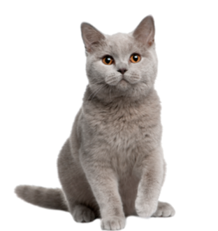 Gato