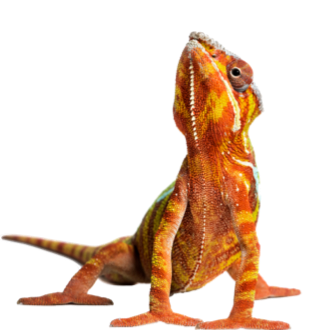 Réptil