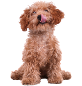 Cachorro