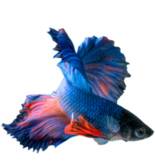 Peixe