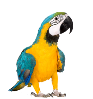 Pássaro